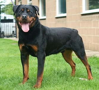 black and brown dogs what kind of dog is black and tan