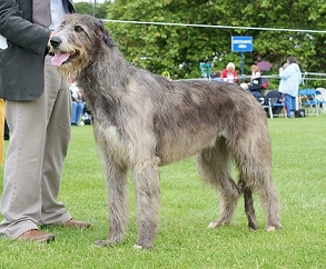 long haired irish wolfhound