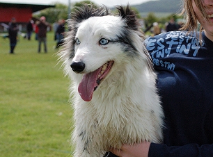 double merle collie